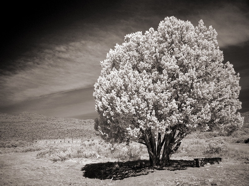Tree in Desert Somewhere in AZ � Dave Hickey